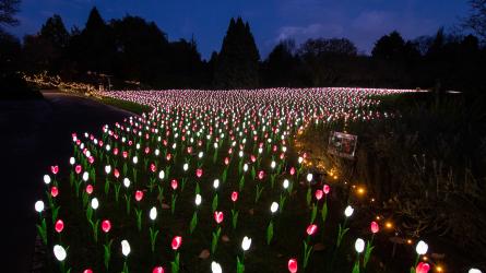 Light Up Sir Harold Hillier Gardens. Image: Elliott Franks