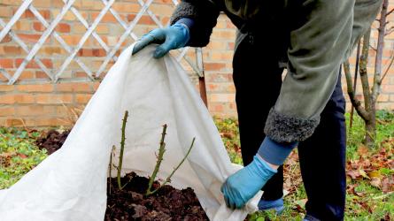 Protect plants from winter frosts. PHOTO: Getty Images