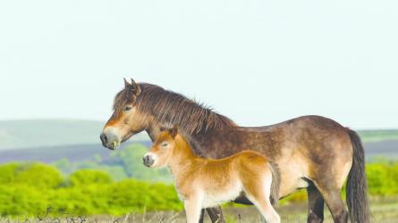 The hardy Exmoor Pony Photo: ENPA