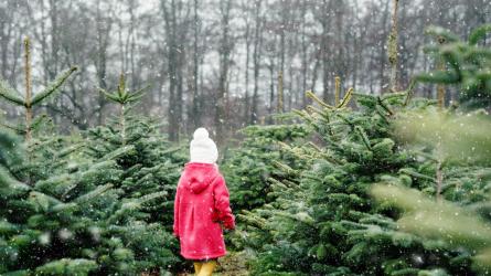 Picking a tree is one of the best parts of the festive season