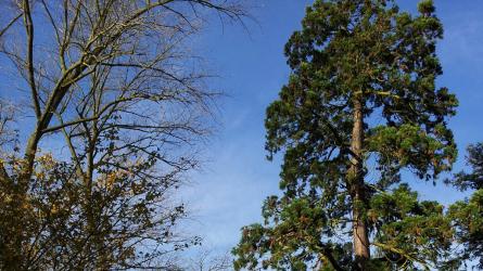 The Beale Arboretum Giant Redwood - Andrew Beale