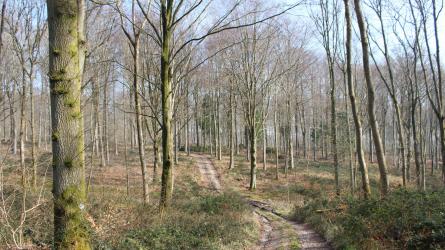 The medieval road from Fontmell Wood approaching Washers Pit. (Photo: Edward Griffiths)