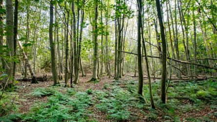 These ancient woodlands provide a nature network for wildlife Credit: Claire Banks Photography