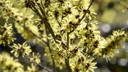 Witch hazels light up against the sun (c) Leigh Clapp