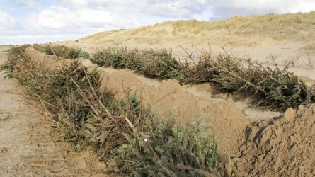 Christmas trees planted on the beach at St Annes help improve sea defences. PHOTO: Sara Cuff