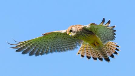 A hovering kestrel. Photo: John Boyle