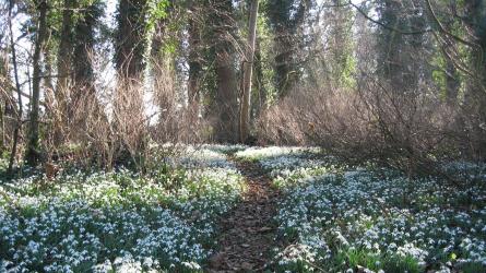 See the snowdrops at Bagthorpe Hall gardens, open in aid of the National Garden Scheme charities.