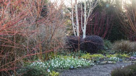 Winter is a colourful season in the Picton Garden with coloured stems used to good effect (c) Mandy Bradshaw