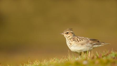Listen out for the lilting song of the woodlark.