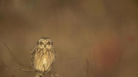 Short eared owl adult perched in small tree