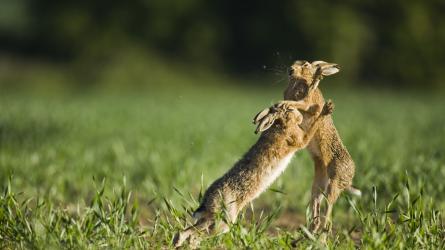 The boxing of brown hares is the best-known courtship ritual of all UK wildlife