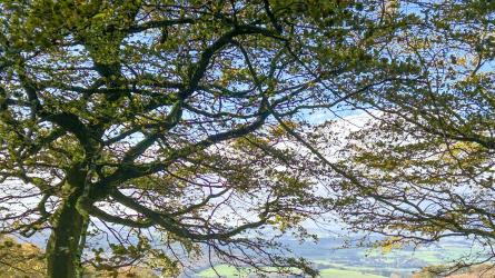 Soul Walks guide you out onto the Quantock Hills for mindful reflection.