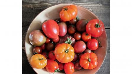A lovely tomato harvest to look forward to. Photo: Ade Sellars