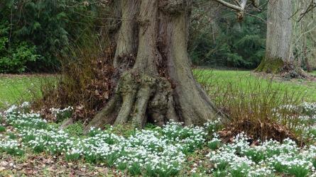 Sturdy clumps of snowdrops among ancient trees in the park.