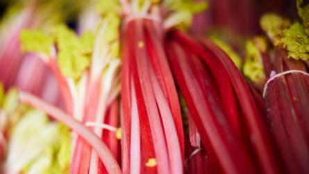 Pink and perfect - rhubarb is a jewel in Yorkshire's foodie crown