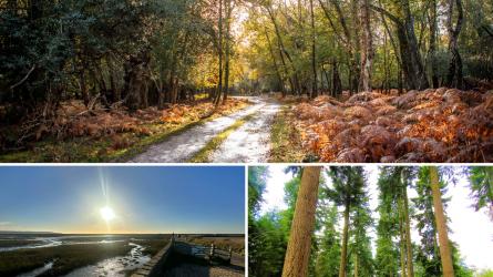 The New Forest had a few walks considered among the best in the UK