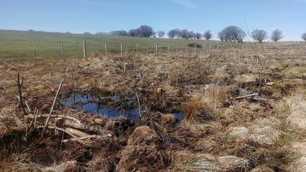Leaky dam with new willow planting at Alderman's Barrow, where woodland and insect remains, dating between the Neolithic and Bronze Ages, were found preserved in the peatland 'time capsule' during a year-long peatland restoration project at the National