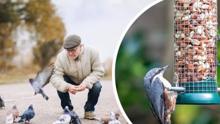 Have you ever received a fine due to 'excessive bird gatherings' in your garden?