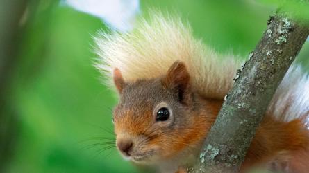 Red squirrels can be spotted at Mere Sands Wood.
